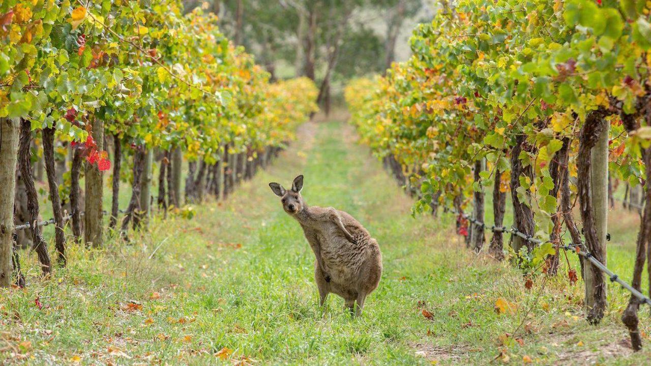 The Vines Motel & Cottages Stanthorpe Kültér fotó